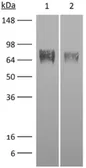 Anti-M-CSF Receptor antibody [AFS98] used in Western Blot (WB). GTX14566