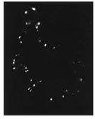 Anti-PDE4A8 antibody used in IHC (Frozen sections) (IHC-Fr). GTX14606