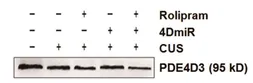 Anti-PDE4D3 antibody used in Western Blot (WB). GTX14614