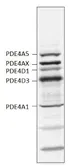 Anti-PDE4 antibody used in Western Blot (WB). GTX14628