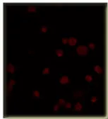 Anti-PDE5A antibody used in Immunocytochemistry/ Immunofluorescence (ICC/IF). GTX14672