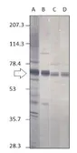 Anti-Punt antibody used in Western Blot (WB). GTX14680