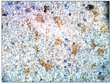 Anti-S100 beta antibody used in IHC (Paraffin sections) (IHC-P). GTX14688