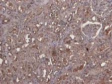 Anti-MID2 antibody, C-term used in IHC (Paraffin sections) (IHC-P). GTX14749