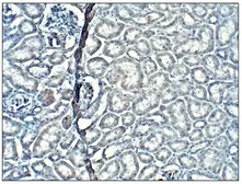 Anti-XTP4 antibody used in IHC (Paraffin sections) (IHC-P). GTX14762