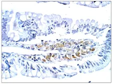 Anti-PGCD antibody used in IHC (Paraffin sections) (IHC-P). GTX14786