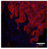 Anti-NPR-A antibody used in Immunohistochemistry (IHC). GTX14918