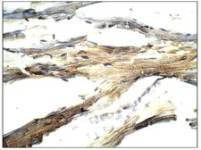 Anti-BMP2 antibody used in IHC (Paraffin sections) (IHC-P). GTX14933
