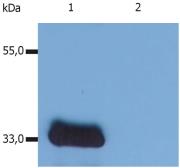 Anti-LIME antibody [LIME-10] used in Western Blot (WB). GTX14987