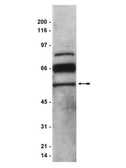 Anti-PEDF antibody used in Western Blot (WB). GTX14993