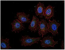 Anti-CSK antibody [CSK-04] used in Immunocytochemistry/ Immunofluorescence (ICC/IF). GTX14996
