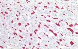 Anti-Glycophorin A antibody [HIR2] used in IHC (Paraffin sections) (IHC-P). GTX15009