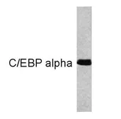 Anti-C/EBP alpha antibody [15C8] used in Western Blot (WB). GTX15047