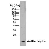 Anti-6X His tag antibody [3H2201] used in Western Blot (WB). GTX15149