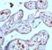 Anti-D4 GDI antibody used in IHC (Paraffin sections) (IHC-P). GTX15198
