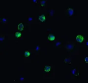 Anti-ATF6 antibody used in Immunocytochemistry/ Immunofluorescence (ICC/IF). GTX15457