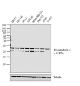 Anti-PRX IV antibody used in Western Blot (WB). GTX15574
