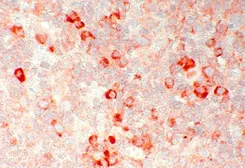 Anti-GPR20 antibody used in IHC (Paraffin sections) (IHC-P). GTX15609