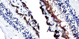 Anti-S-arrestin antibody [PDS1] used in IHC (Paraffin sections) (IHC-P). GTX15617