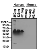 Anti-Apolipoprotein A1 antibody [311] used in Western Blot (WB). GTX15657
