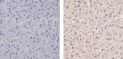 Anti-Apolipoprotein B antibody [F2C4] used in IHC (Paraffin sections) (IHC-P). GTX15664