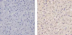 Anti-Apolipoprotein B antibody [F2C4] used in IHC (Paraffin sections) (IHC-P). GTX15664