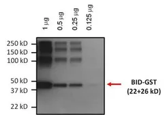 Anti-Bid antibody [23F7] used in Western Blot (WB). GTX15667