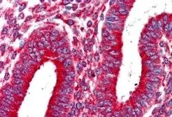Anti-KIF5B antibody, C-term used in IHC (Paraffin sections) (IHC-P). GTX15705
