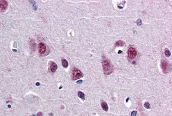 Anti-SMUG1 antibody, N-term used in IHC (Paraffin sections) (IHC-P). GTX15716