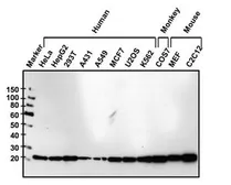 Anti-Glyoxalase I antibody [Glo1a] used in Western Blot (WB). GTX15747