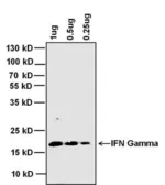 Anti-Interferon gamma antibody [B133.5] used in Western Blot (WB). GTX15750