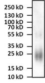 Anti-IL4 antibody [25D2] (Biotin) used in Western Blot (WB). GTX15759