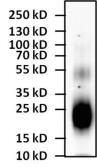 Anti-IL4 antibody [25D2] used in Western Blot (WB). GTX15760