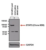 Anti-STAT3 antibody [9D8] used in Western Blot (WB). GTX15789