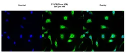 Anti-STAT3 antibody [9D8] used in Immunocytochemistry/ Immunofluorescence (ICC/IF). GTX15789