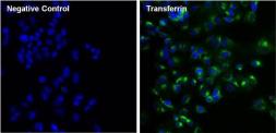 Anti-Transferrin antibody [F2H8G6] used in Immunocytochemistry/ Immunofluorescence (ICC/IF). GTX15790