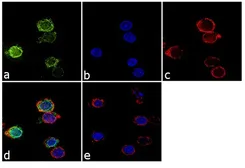 Anti-CD18 antibody [TA-4] used in Immunocytochemistry/ Immunofluorescence (ICC/IF). GTX15828