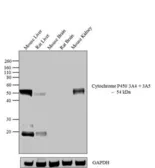 Anti-Cytochrome P450 3A5 antibody [F18 P3 B6] used in Western Blot (WB). GTX15837