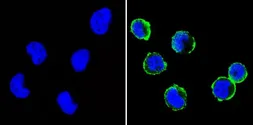 Anti-CD31 antibody [HEC7] used in Immunocytochemistry/ Immunofluorescence (ICC/IF). GTX15842