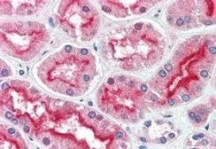 Anti-CENTG3 antibody, C-term used in IHC (Paraffin sections) (IHC-P). GTX15969