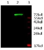 Anti-Androgen Receptor antibody [3C6-F12-F11] used in Western Blot (WB). GTX16032