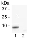 Anti-Cytochrome C antibody [SJL2-4(apo)] used in Western Blot (WB). GTX16076