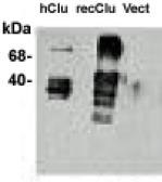 Anti-Clusterin antibody [CLI-9] used in Western Blot (WB). GTX16077