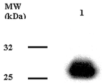 Anti-Adiponectin antibody [Ne.Na] used in Western Blot (WB). GTX16086