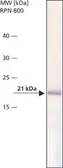Anti-Bax antibody [2D3] used in Western Blot (WB). GTX16119