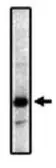 Anti-Prostaglandin E Receptor EP2 antibody [3E6] used in Western Blot (WB). GTX16151