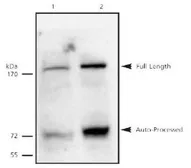 Anti-Separase antibody [XJ11-1B12] used in Western Blot (WB). GTX16170