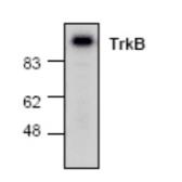 Anti-TrkB antibody used in Western Blot (WB). GTX16197