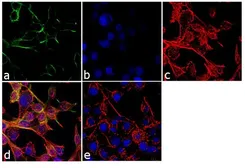 Anti-Kv7.3 / KCNQ3 antibody used in Immunocytochemistry/ Immunofluorescence (ICC/IF). GTX16228