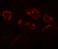 Anti-DPAGT1 antibody used in IHC (Paraffin sections) (IHC-P). GTX16275